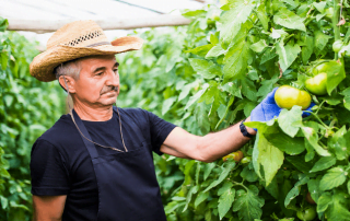 how to make agriculture attractive to youth