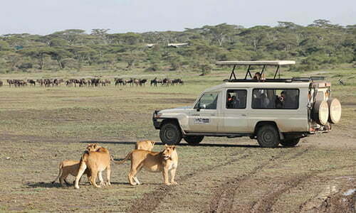 Kitonga Tours and Safaris