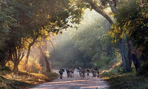 Gorongosa National Park