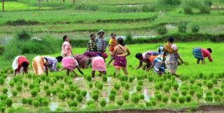 Projets Agricoles Très Intéressants et Rentables en Afrique